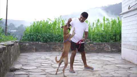 Dog training video.Dogs free stock videos..