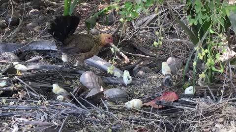 Hen Animal Chicks Animals Bird Animals Nature