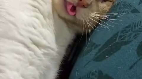 "Watch This Adorably Silly Cat Yawn Like a Goofball!"