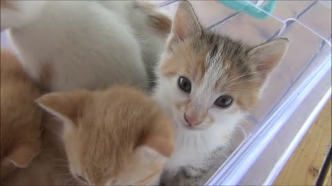 Kittens meowing too much cuteness All talking at the same time
