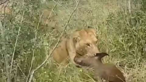Lost buffalo mother is eaten by a lion #animals #lion #buffalo