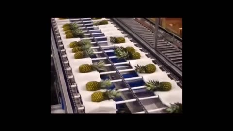 A look inside the farming & processing of Pineapples
