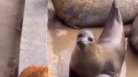 Cats and Sea lions