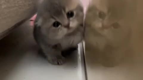 Cute cat