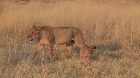 LIONS VS HYENAS - Clash of Enemies