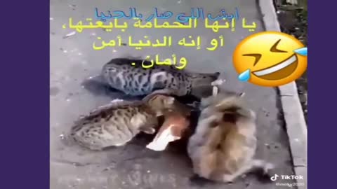 Very funny animal video