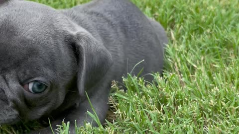 French Bulldog "Lola" - Playing in the grass