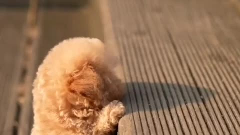 Cute Baby dog Funny Dog
