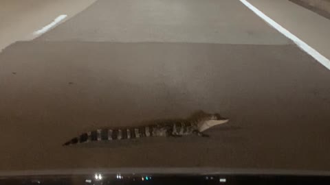 Driver Doesn't Match Young Alligator's Patience