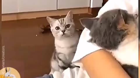 Cats jealousy unleash