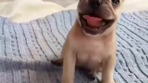 Dog jumping on the bed