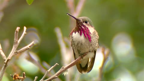 Bird in the Forest