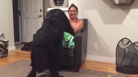 Massive Newfoundland thinks he_s a lap dog