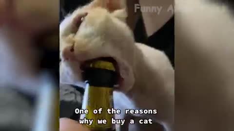 Animal Funny Video , Funny Video , Funny animal Cat / Dog Vedio