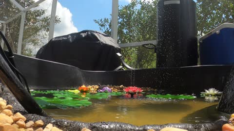 Short pond time lapse