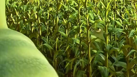 The Good Dinosaur - A Heartwarming Animated Adventure" Part 1