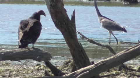 390 Toussaint Wildlife - Oak Harbor Ohio - Heron Informs Vulture ItsStill Alive