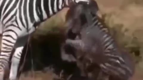 Zebra attack on their baby @wildlife animals