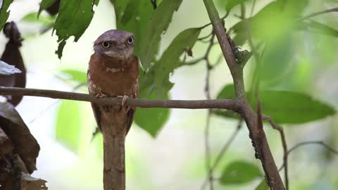 Bird Sitting on the Tree Branch