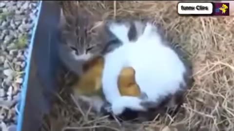 "Funny Animal Videos: Cats Adopting Baby Birds - Hilarious Compilation Part 2"