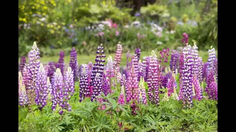 Delphinium flower