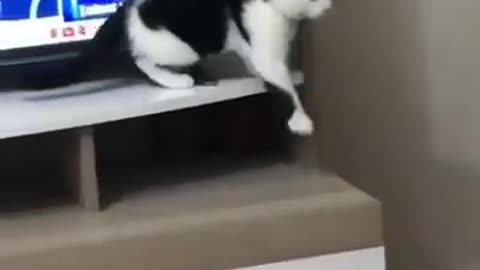 Funny cat