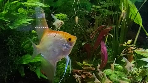 angelfish with babies feeding time