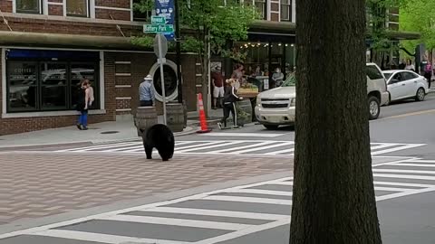 Black Bear Lost in Downtown Asheville