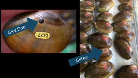 Tagging Freshwater Mussels_4