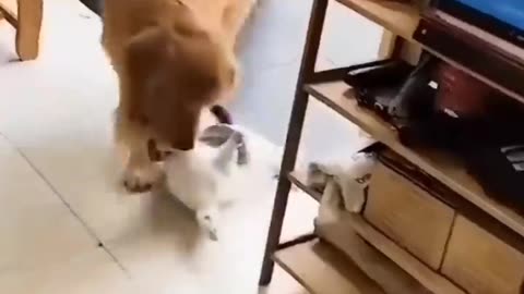 Unlikely Friendship- Astonishing Cat and Dog Duo! Short #shorts #funnymemes #syl_vester