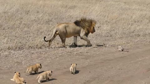 Lion dad tries to ditch his kids