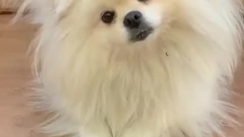 Dog funny video