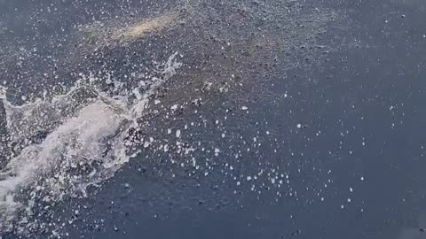 Boat Island Hopping Gets Close Encounter with a Dolphin Pod