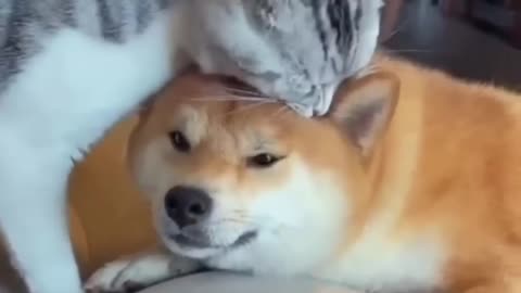 Unlikely Friendship: Astonishing Cat and Dog Duo! Short #shorts #funnymemes #syl_vester Shorts