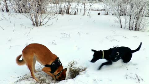 winter dogs hunting pets dog animal ginger snow animals videos