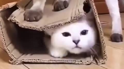 Cute Cat And Dog Videos That You'll Love Immediatelyb