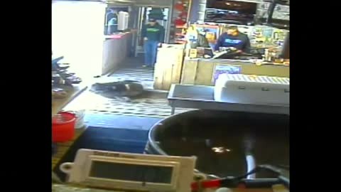 Hungry harbor seal attempts to steal from Oregon store