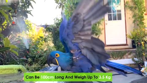 Most Beautiful Macaws on Planet Earth