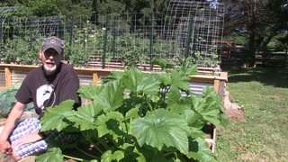 How To Prune Zucchini Plants