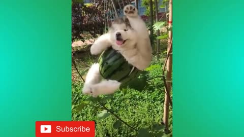 #viral funny videos