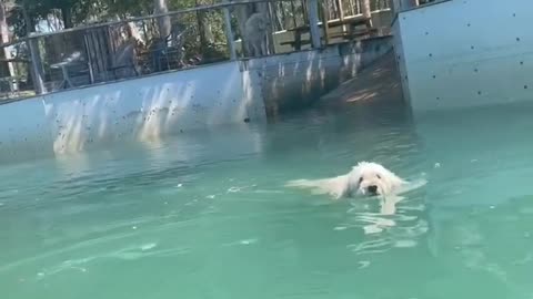 Clingy Dog Swims After His Human’s Kayak