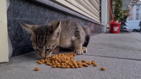 homeless little cute kitten very hungry want food