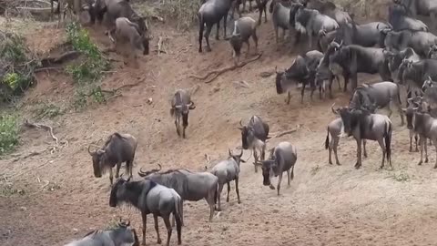Wildebeest Cross The River During The Great Migration