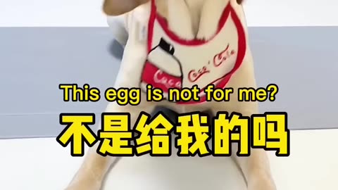 Let the dog help clean the egg, his anger is too much…