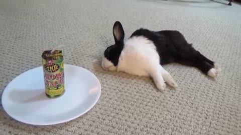 Waking a sleeping rabbit with a firecracker