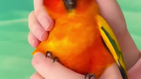 Cute parrot