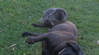 Female Rabbit Shows Affection to Puggle