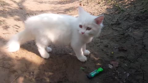 beautiful white cat playing