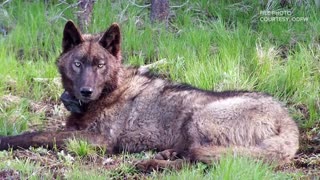 Wolf pup could be 9 weeks old, Colorado biologist says