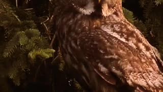 beautiful Lapponian Owl